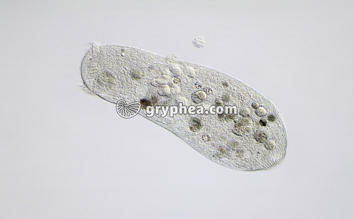 Stentor x25 - gryphea.com